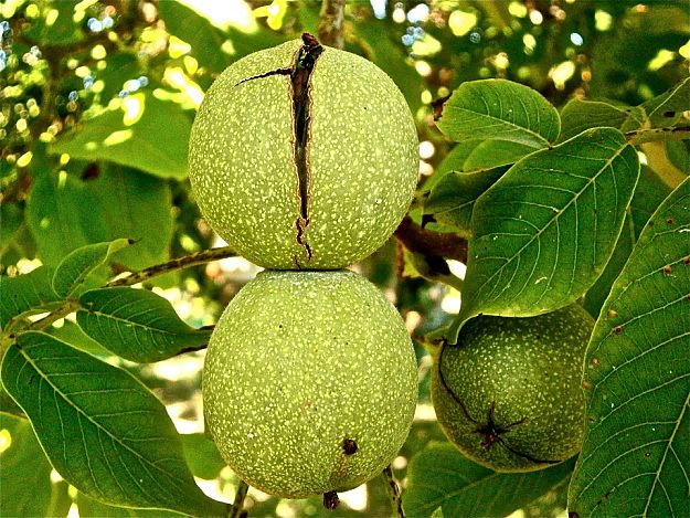 Wild Nuts | Wild Edibles You Should Know | Homesteading And Survival Skills