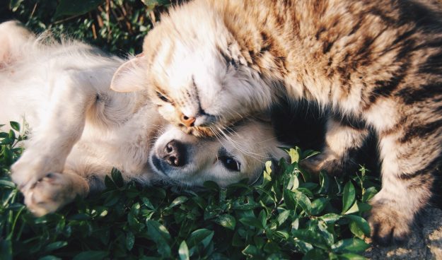 Don't Forget Your Pets | Winter Readiness And Safety Tips For Homesteader
