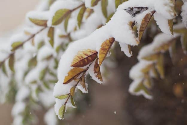 Winter Season | Winter Readiness And Safety Tips For Homesteader