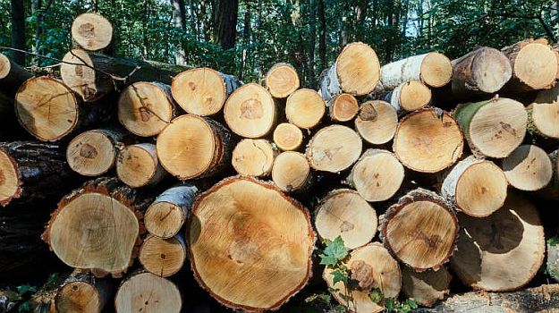 Firewood | Winter Survival: Learn How Our Ancestors Survived The Cold Season Firewood | Winter Survival: Learn How Our Ancestors Survived The Cold Season