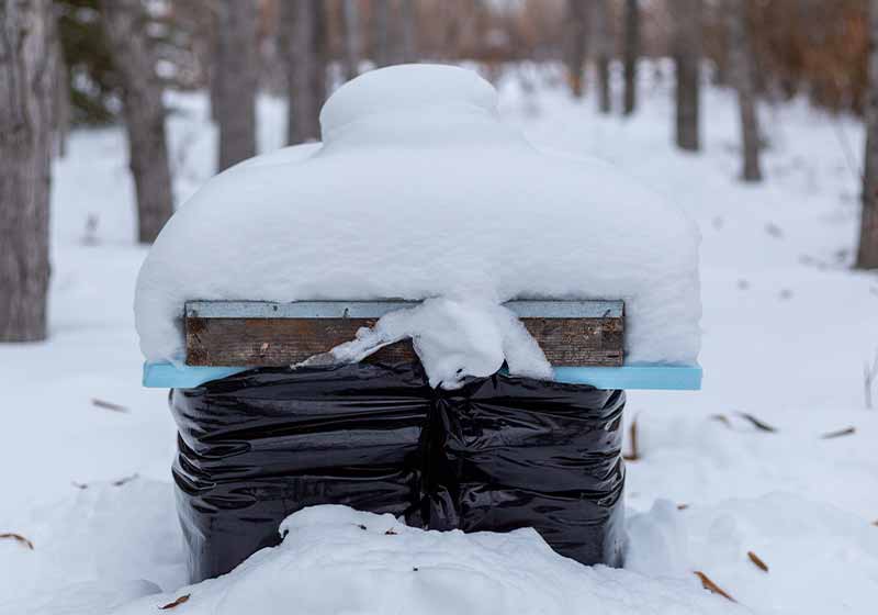 Winterized bee hive in Central Canada. Due to the extreme cold winter season, the hive is wrapped with insulation and snow | wintering bees