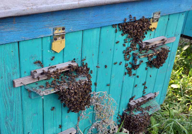 With strong heat a part of the bees comes out of the hive and actively ventilates it | beehive winter preparation