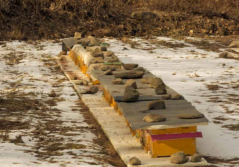 Yellow honey bee hive boxes covered and closed for the winter in snow covered clearing on wooded mountainside | Yellow honey bee hive boxes covered and closed for the winter in snow covered clearing on wooded mountainside
