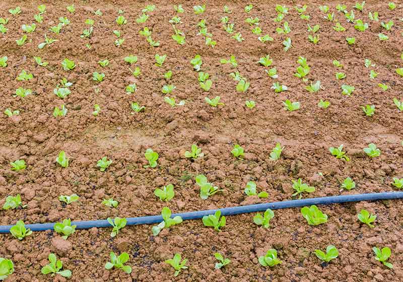 Young seedlings in field | cauliflower growing stages