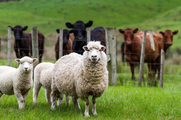 Livestock Options For Meat On A Homestead | Homesteading Hacks Every Homesteader Should Know 