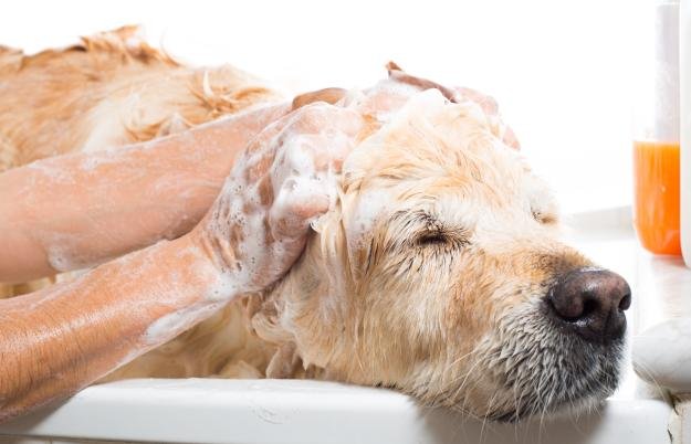 Basic Home Remedies For Fleas (Protect Your Pets) | Homesteading Hacks Every Homesteader Should Know 