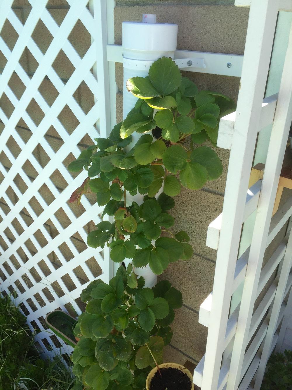 PVC Strawberry Tower Garden | Incredible Tower Garden Ideas For Homesteading In Limited Space