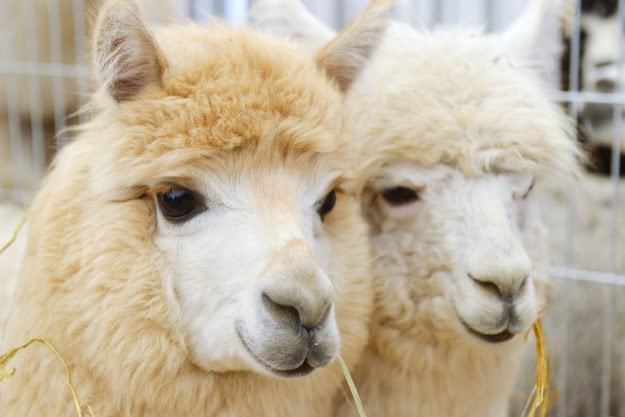 alpacas