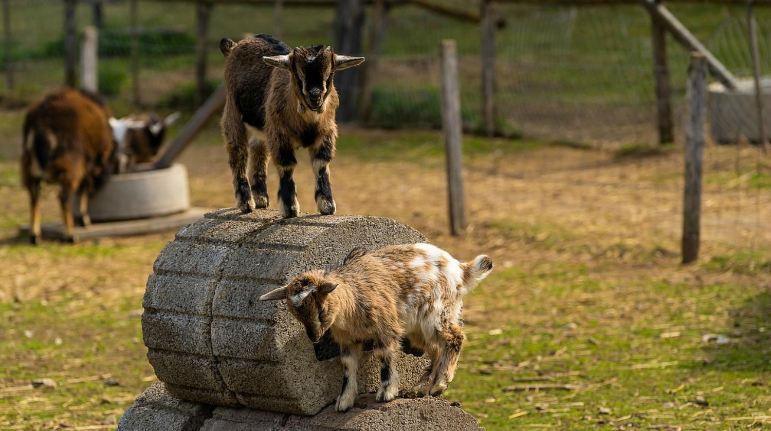Featured | Animal baby | The Goat House & Goat Shelters [Chapter 2] Raising Goats | Homestead Handbook