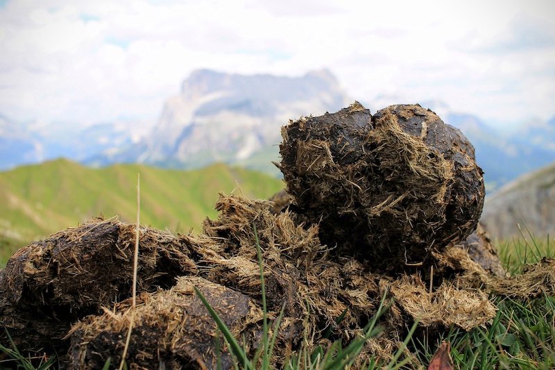 animal poop | Essential Summer Chores To Do On The Homestead | summer chores