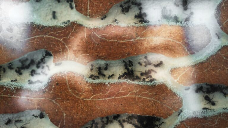 Featured | Ant Farms | Learn How To Create Your Own Ant Farm | Kids Project