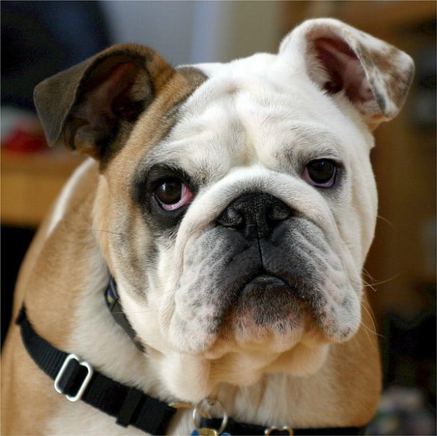 ACV Benefits For Dogs | Apple Cider Vinegar Benefits For Dogs And Cats
