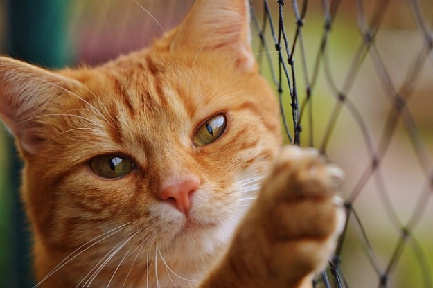 ACV Benefits For Cats | Apple Cider Vinegar Benefits For Dogs And Cats