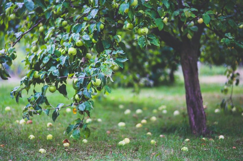 apple tree | What's The Best Time To Water Plants During Summer Time | best time to water plants