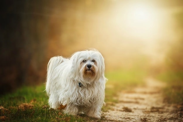 Dogs | The Dangers Of Assassin Bugs And Ways To Deter Them