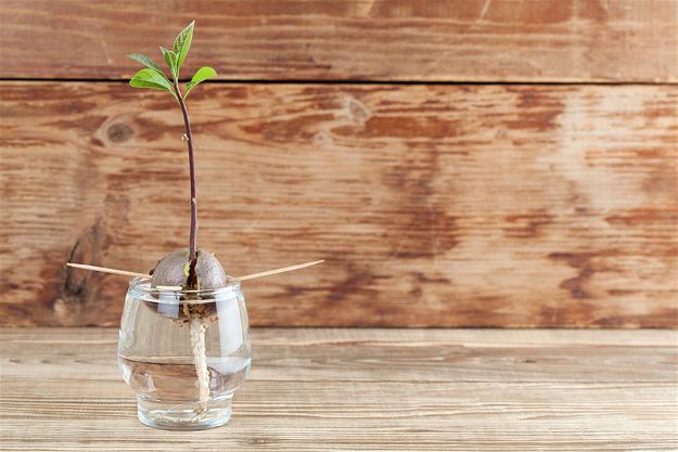 Avocado Seeds In Water | How To Germinate Seeds A Homesteader's Guide To Sprouting Seeds