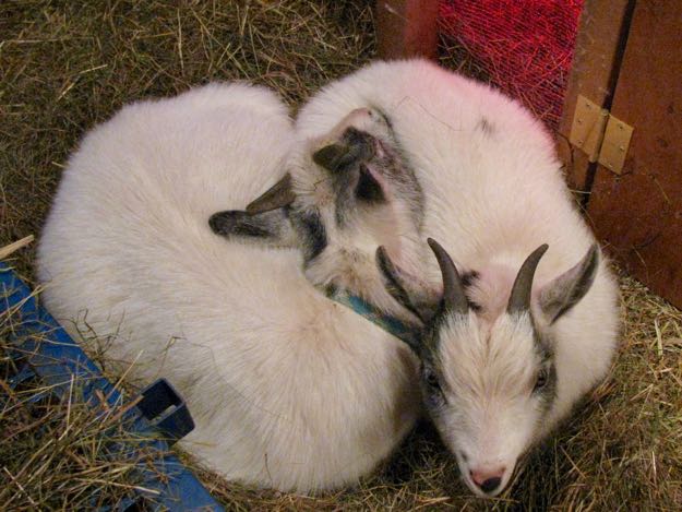baby goats