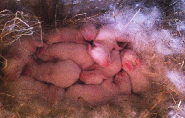 raising pigs raising animals for fiber, raising animals, raising animals for meat, raising cattle, raising chickens, raising goats, raising poultry, raising rabbits, raising sheep, raising turkeys, raising urban chickens, farm animals, livestock
