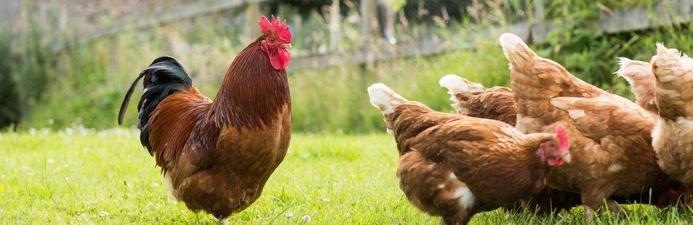 backyard-chickens