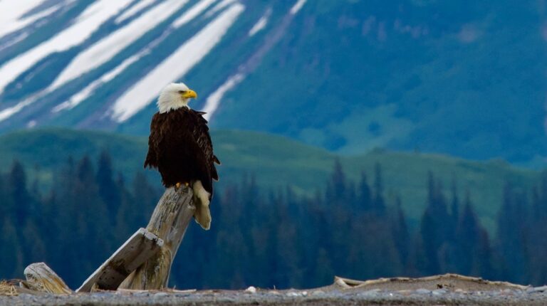 Bald eagle perched | Bald Eagle Family Welcomes Spring With 2 Babies Washington D.C.