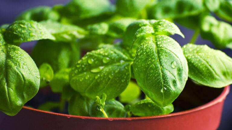 Feature | Grow Vegetables From Scraps Instead Of Seeds