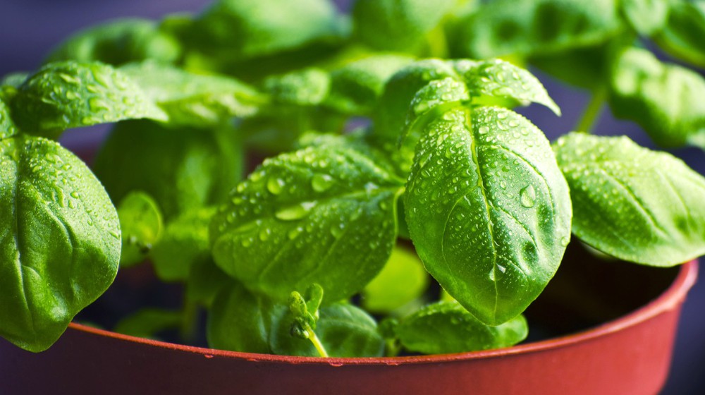 Feature | Grow Vegetables From Scraps Instead Of Seeds