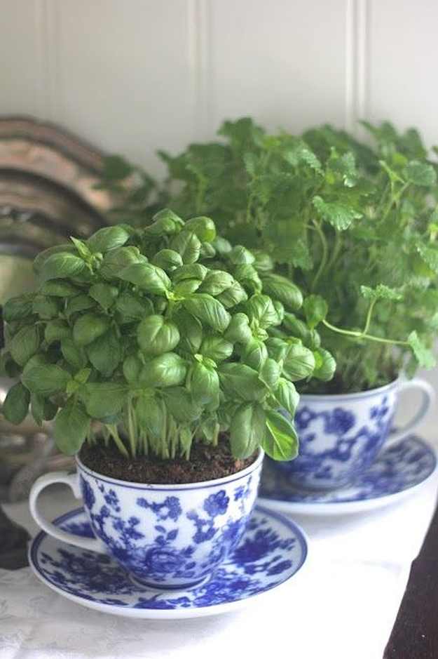 Basil