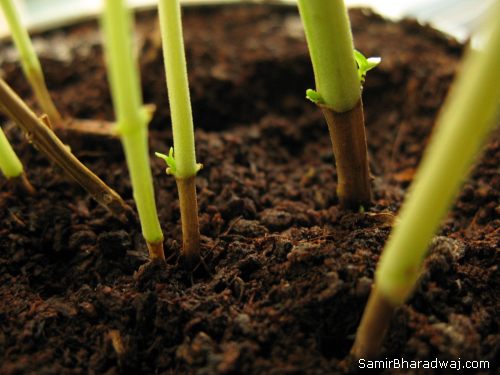 growing basil indoors, how to grow basil indoors, grow basil indoors, can you grow basil indoors, can basil grow indoors, can i grow basil indoors, growing basil from seed indoors, growing basil indoors from seed, how to grow a basil plant indoors, indoor herb garden, growing basil, how to grow basil, grow basil, basil growing, how to grow basil in a pot