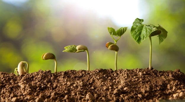 Companion Plants For Your Survival Garden beans