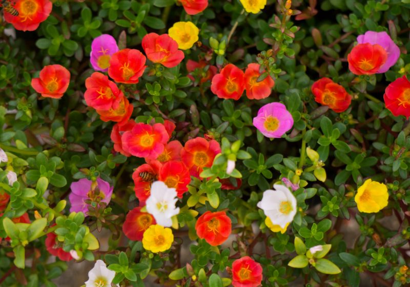 beautiful pinkredwhiteyellow orange flower portulaca oleraceae | drought tolerant plants landscape design