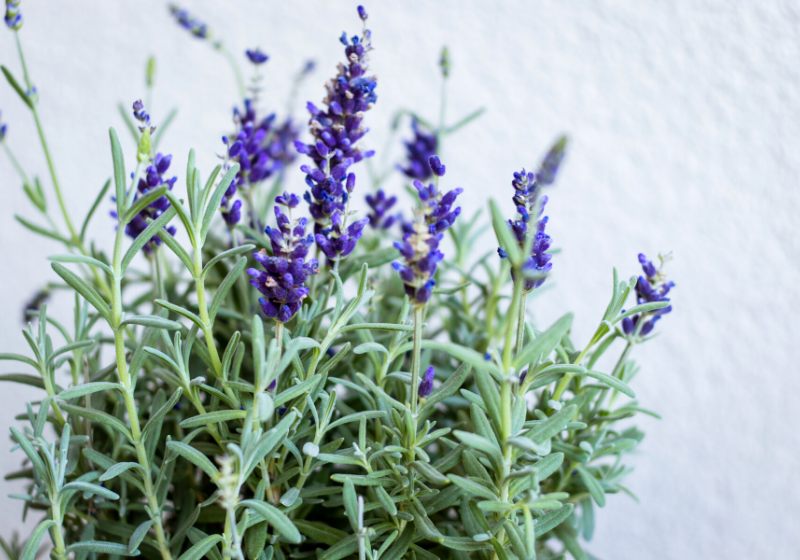 beautiful violet lavender green leaves light | southern california drought tolerant plants