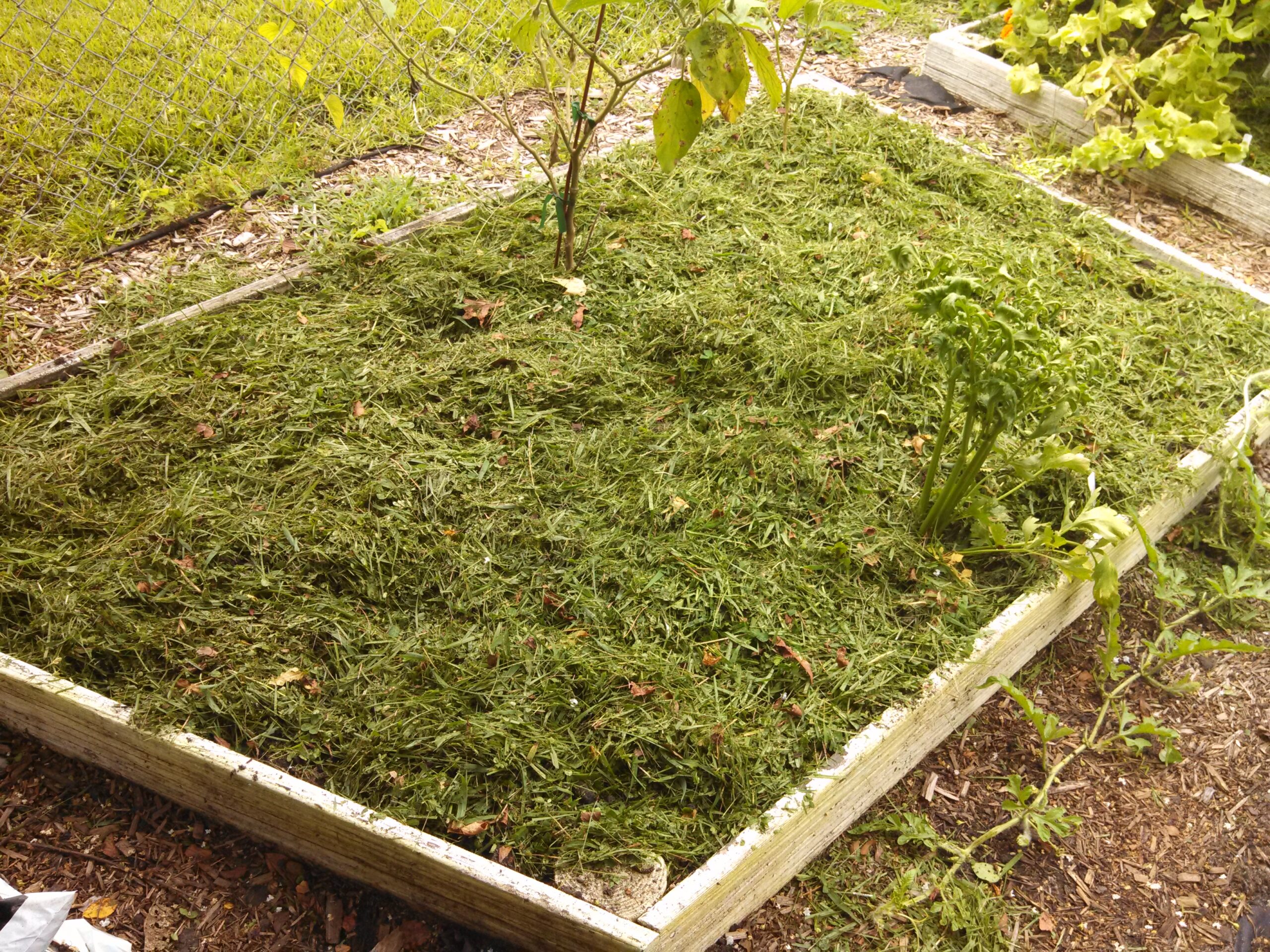 Mulch | Ultimate Guide To Have An Indoor Garden For Winter | [Infographic]