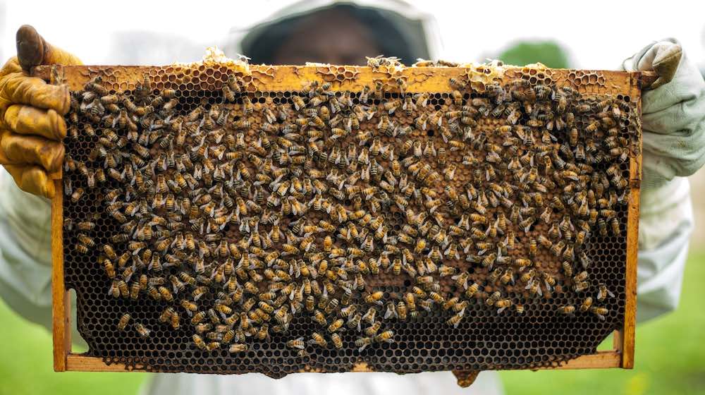 bee farm | Beekeeping Starter Kit: Essential Supplies You Need To Get Started | featured