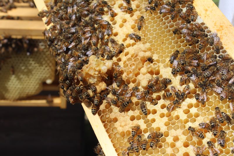 bee hive farm | Beekeeping Starter Kit: Essential Supplies You Need To Get Started | beekeeping starter kit