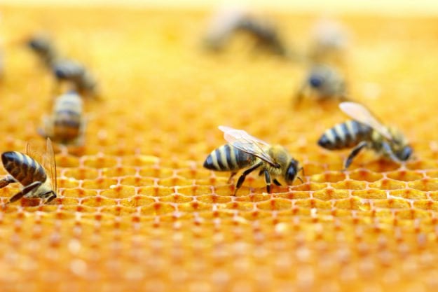 bees-2 Backyard Beekeeping | How to Turn Your Backyard into a Bee Haven