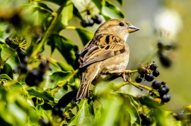 Plant Trees And Shrubs | Bird Bath & All You Need To Know In Keeping Your Backyard Birds Happy
