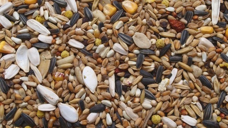 bird seed | Chicken Scratch Feed For Your Chickens | Pros And Cons