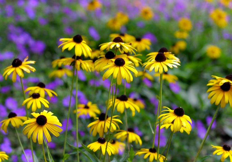 black eyed susans | drought tolerant ground cover plants