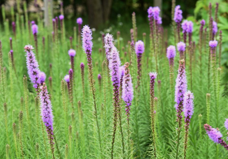 blazing star liatris spicata asteraceae perennial | drought tolerant plants florida