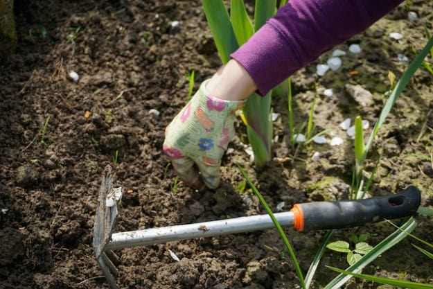 Weed Killer | Borax Uses For Every Household