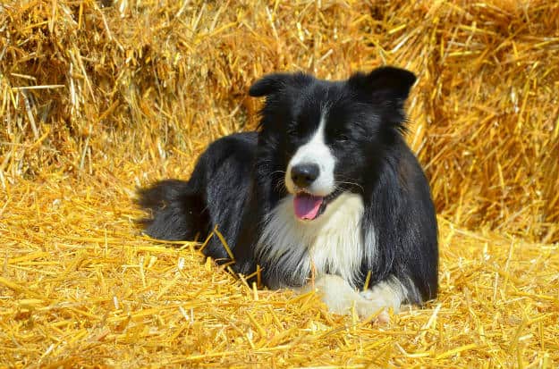 border collie | Homesteading Hounds: A Farmers Best Friend