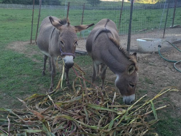 Top 15 Ways To Make Money On Your Homestead