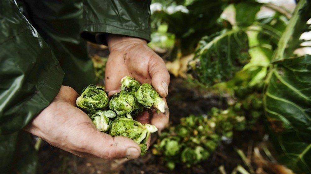 Brussels sprouts farm and farmer | How To Grow Brussels Sprouts Free From Clubroot | Featured