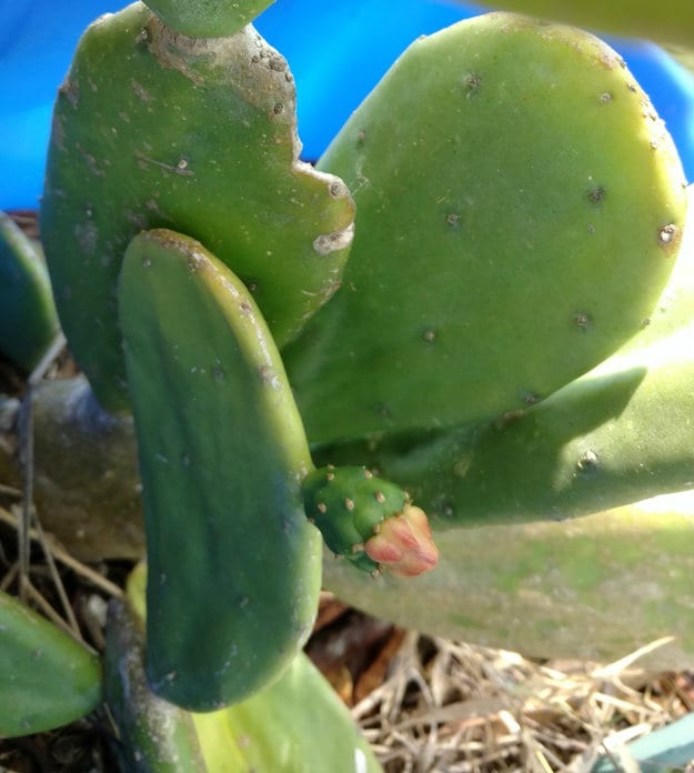 8 Plants For A Beautifully Edible Landscape