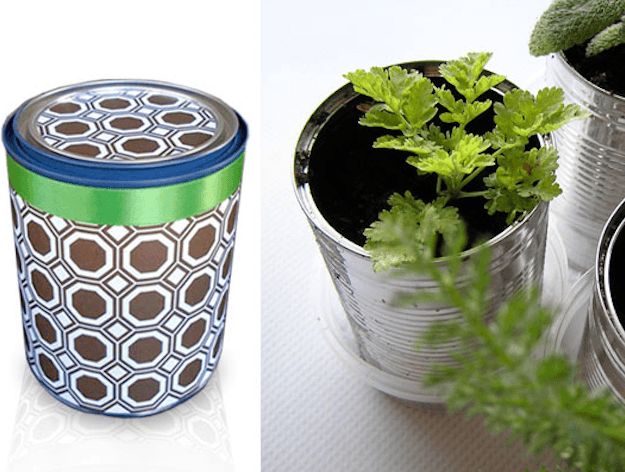 Cans | How To Germinate Seeds A Homesteader's Guide To Sprouting Seeds
