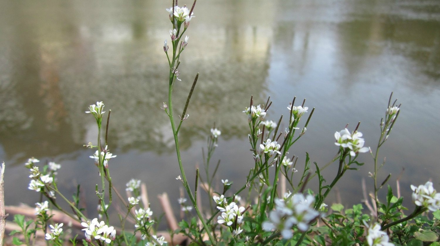 Feature | Cardamine Histura | Medicinal Weeds: Everyday Uses Around Your Home - Part 2