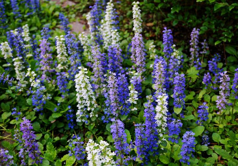 carpet bugle weed ajuga reptans flower | drought tolerant plants texas