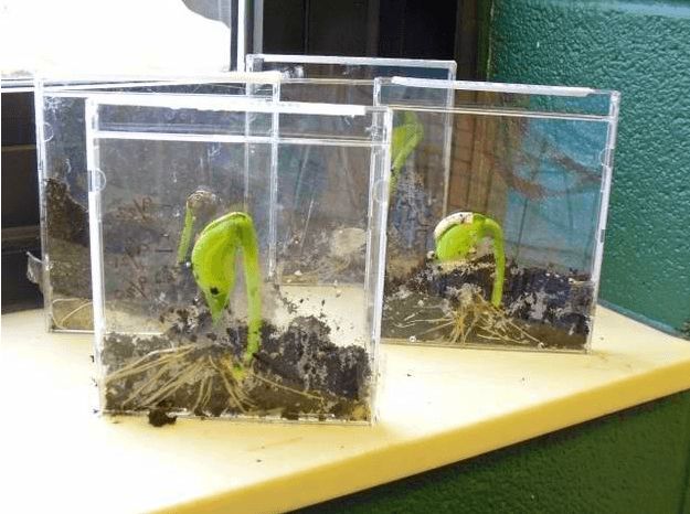CD Case | How To Germinate Seeds A Homesteader's Guide To Sprouting Seeds