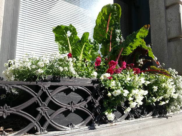 8 Plants For A Beautifully Edible Landscape