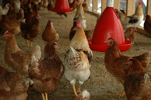 Know the Number of Chickens You'll Keep | How to Build A Chicken Coop in 4 Easy Steps [2nd Edition]